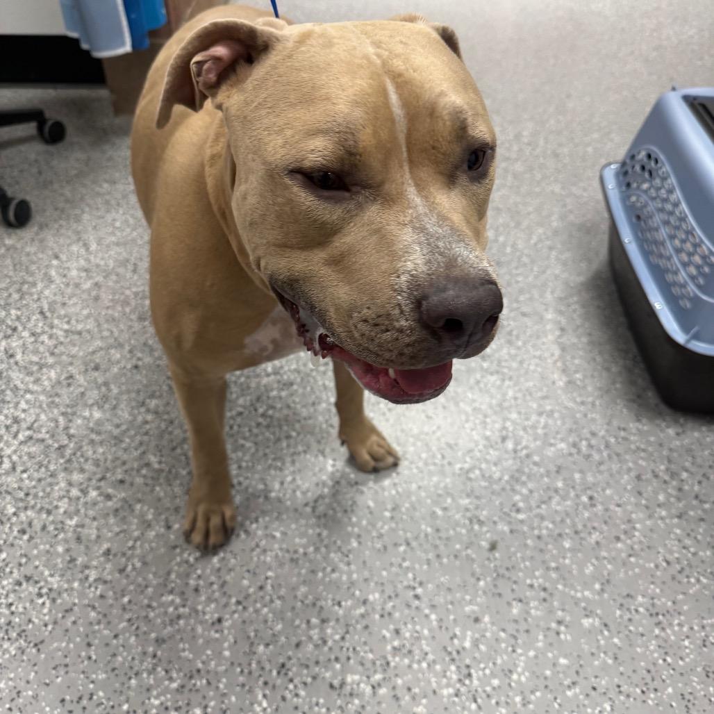 Enlarge Diesel, a Adoptable Pit Bull Terrier in Henderson, NV image 4/6