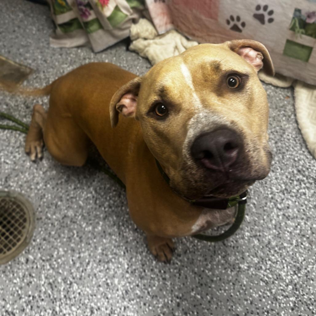 Enlarge Diesel, a Adoptable Pit Bull Terrier in Henderson, NV image 5/6