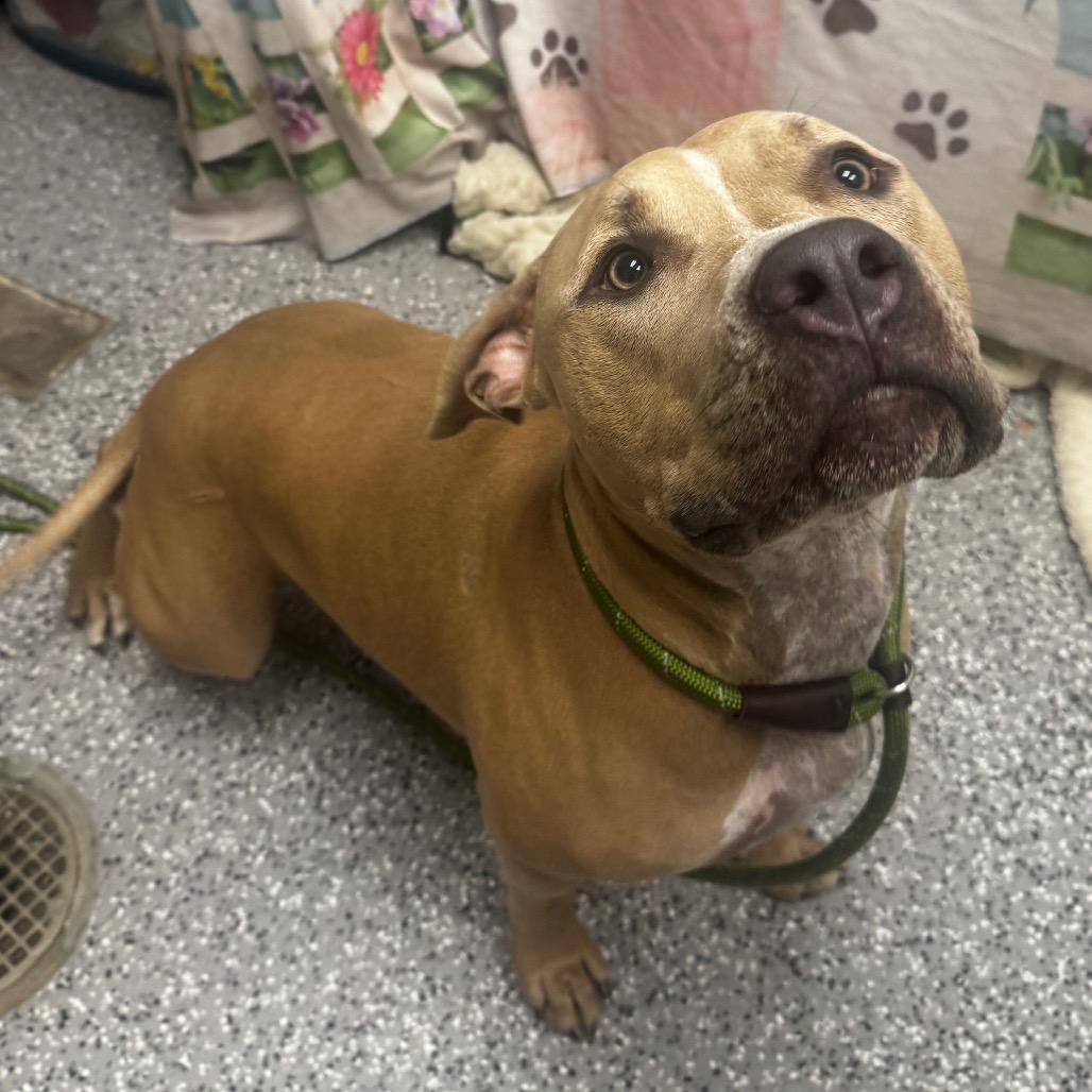Enlarge Diesel, a Adoptable Pit Bull Terrier in Henderson, NV image 6/6