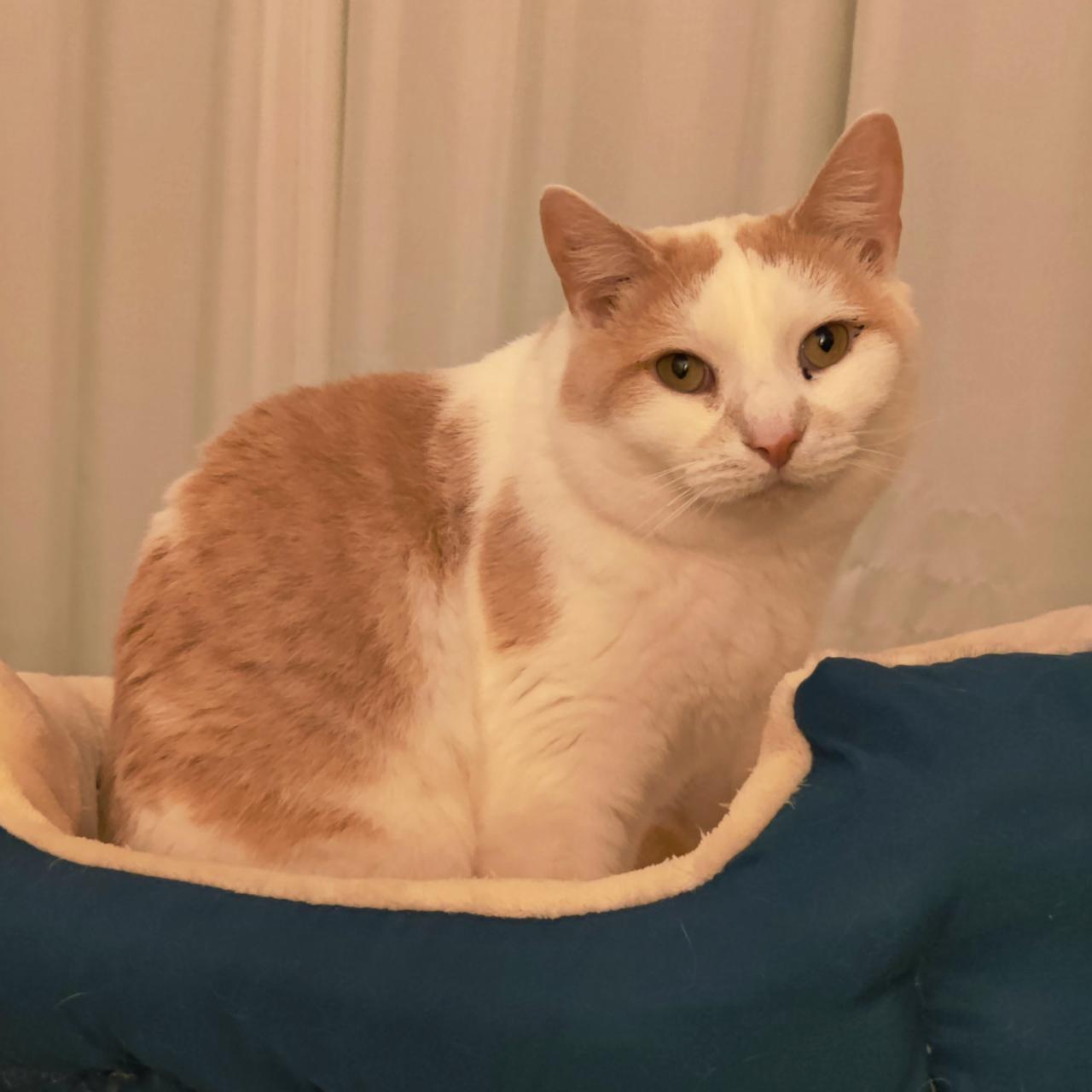 Enlarge Creamsicle- LOVES Other Cats!, a Adoptable Domestic Short Hair in Berryville, VA image 1/4