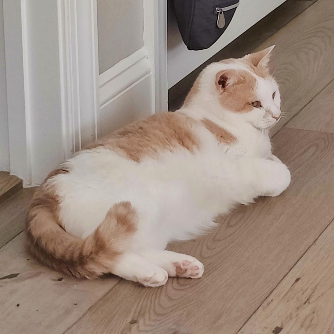 Enlarge Creamsicle- LOVES Other Cats!, a Adoptable Domestic Short Hair in Berryville, VA image 2/4