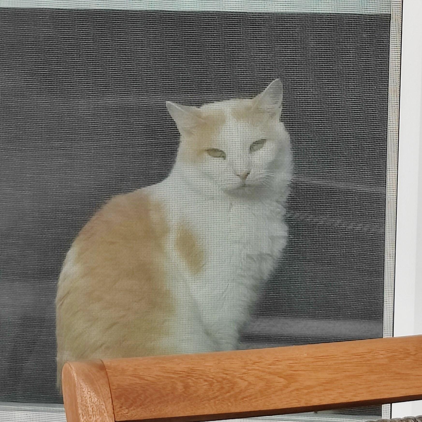 Enlarge Creamsicle- LOVES Other Cats!, a Adoptable Domestic Short Hair in Berryville, VA image 3/4