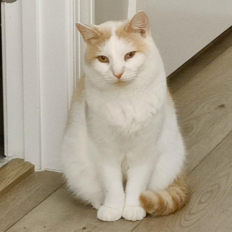 Enlarge Creamsicle- LOVES Other Cats!, a Adoptable Domestic Short Hair in Berryville, VA image 4/4