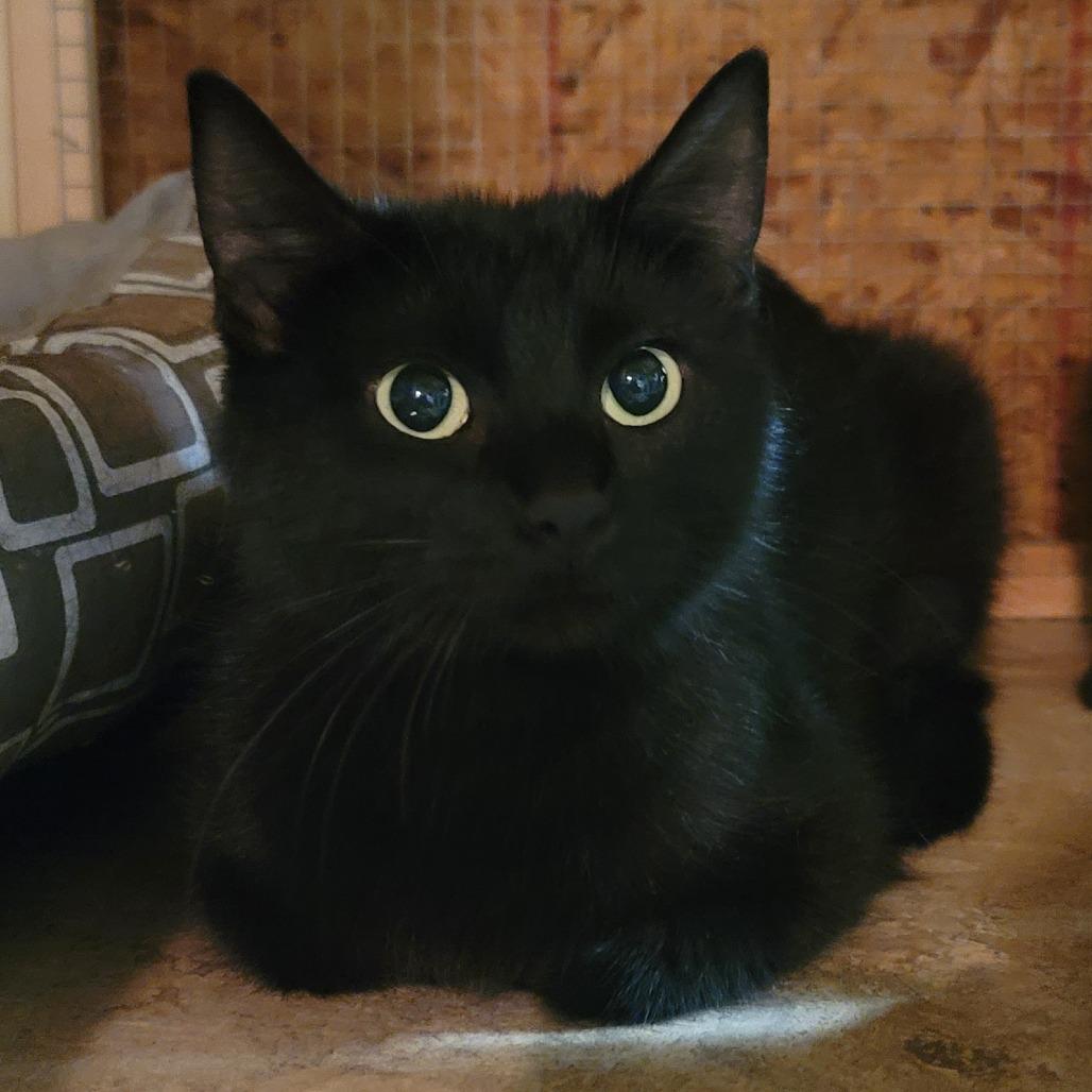 Talia, a Adoptable Domestic Medium Hair in Sparks, NV image 2/6