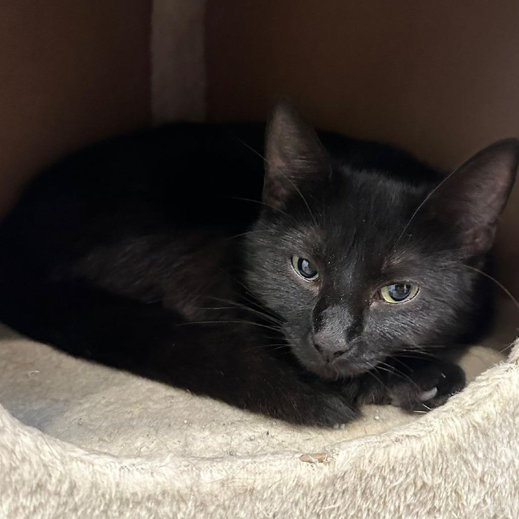 Talia, a Adoptable Domestic Medium Hair in Sparks, NV image 3/6