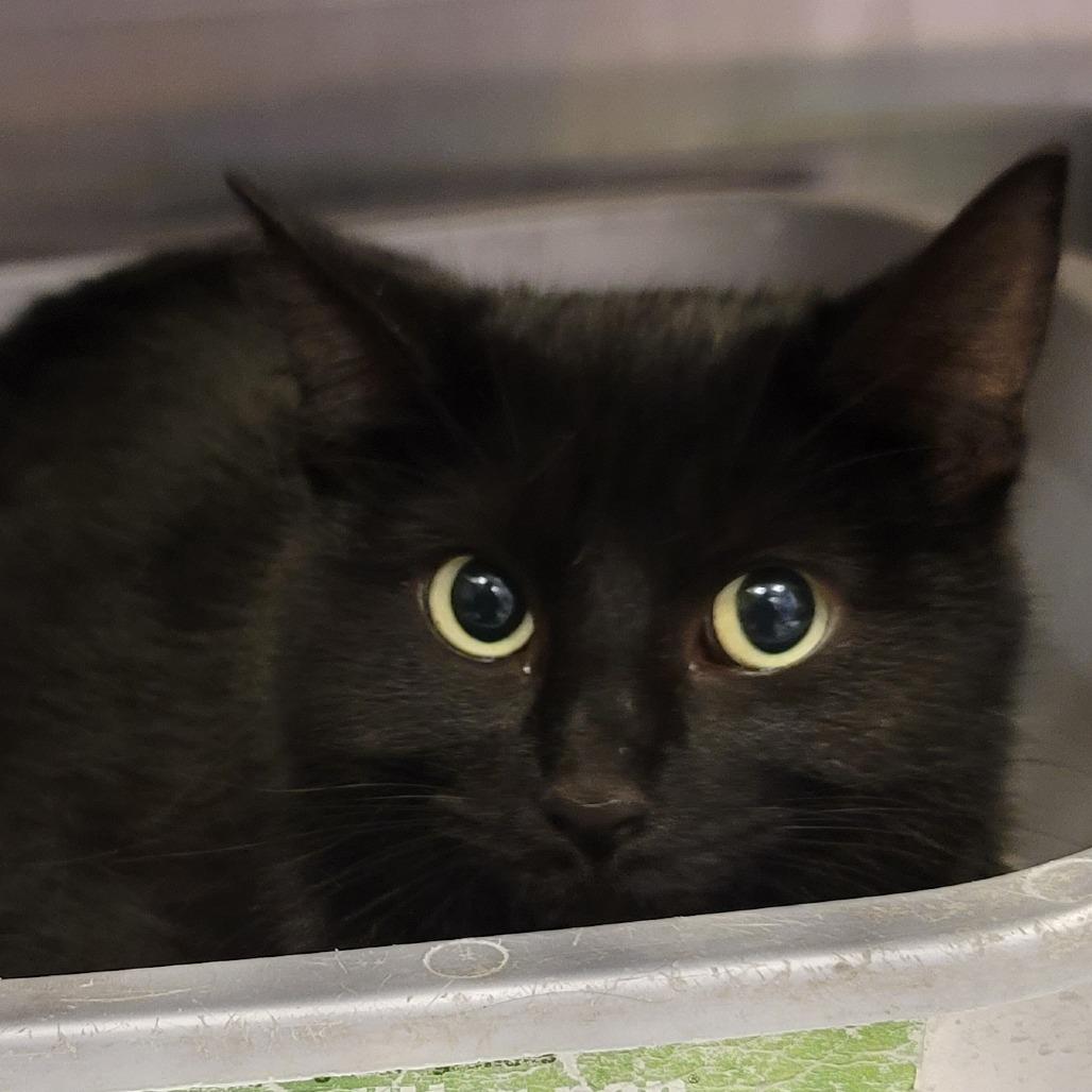 Talia, a Adoptable Domestic Medium Hair in Sparks, NV image 6/6