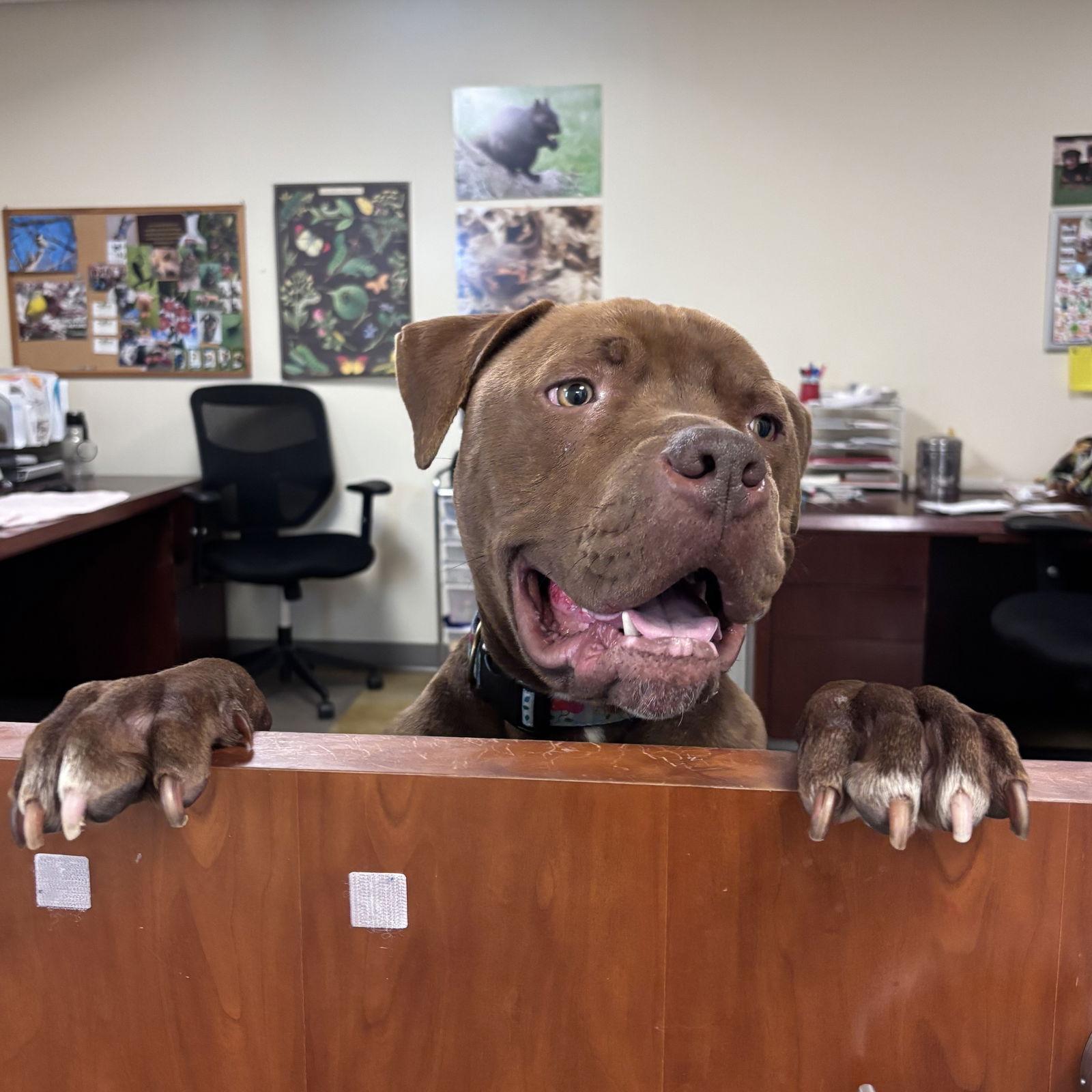 Bobby, Adoptable, Young Male Pit Bull Terrier.