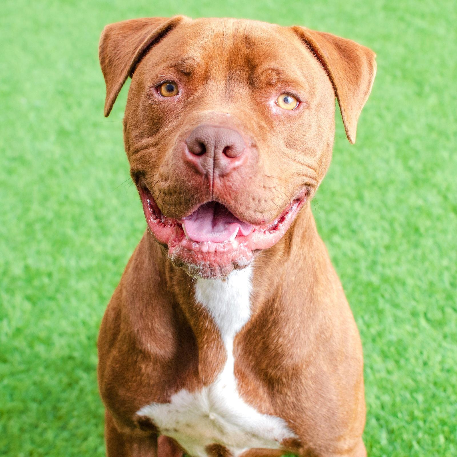 Enlarge Bobby, a Adoptable Pit Bull Terrier in Burlingame, CA image 2/3