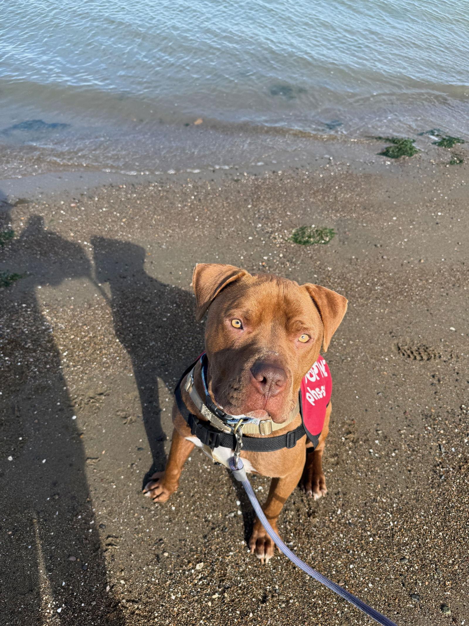Enlarge Bobby, a Adoptable Pit Bull Terrier in Burlingame, CA image 3/3