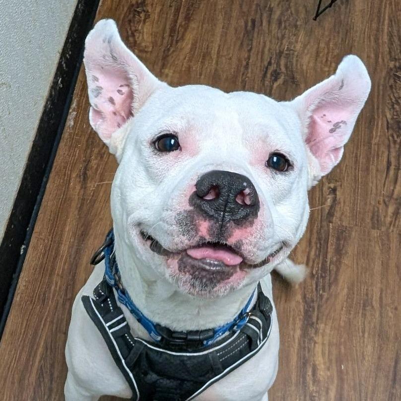 Scottie Scheffler, Adoptable, Adult Male Pit Bull Terrier.