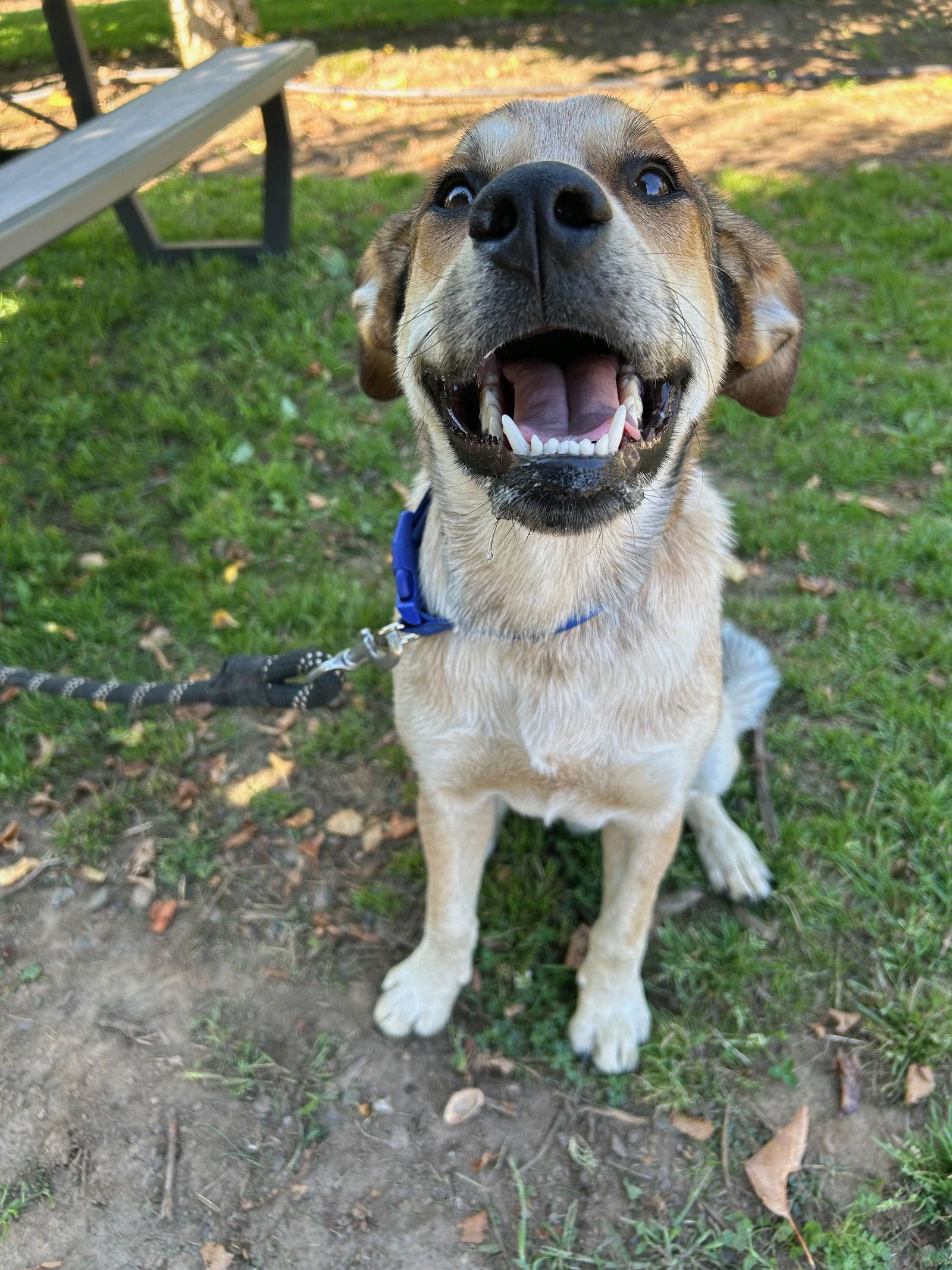 Enlarge Newt, a Adopted Cattle Dog in Portland, OR image 1/3