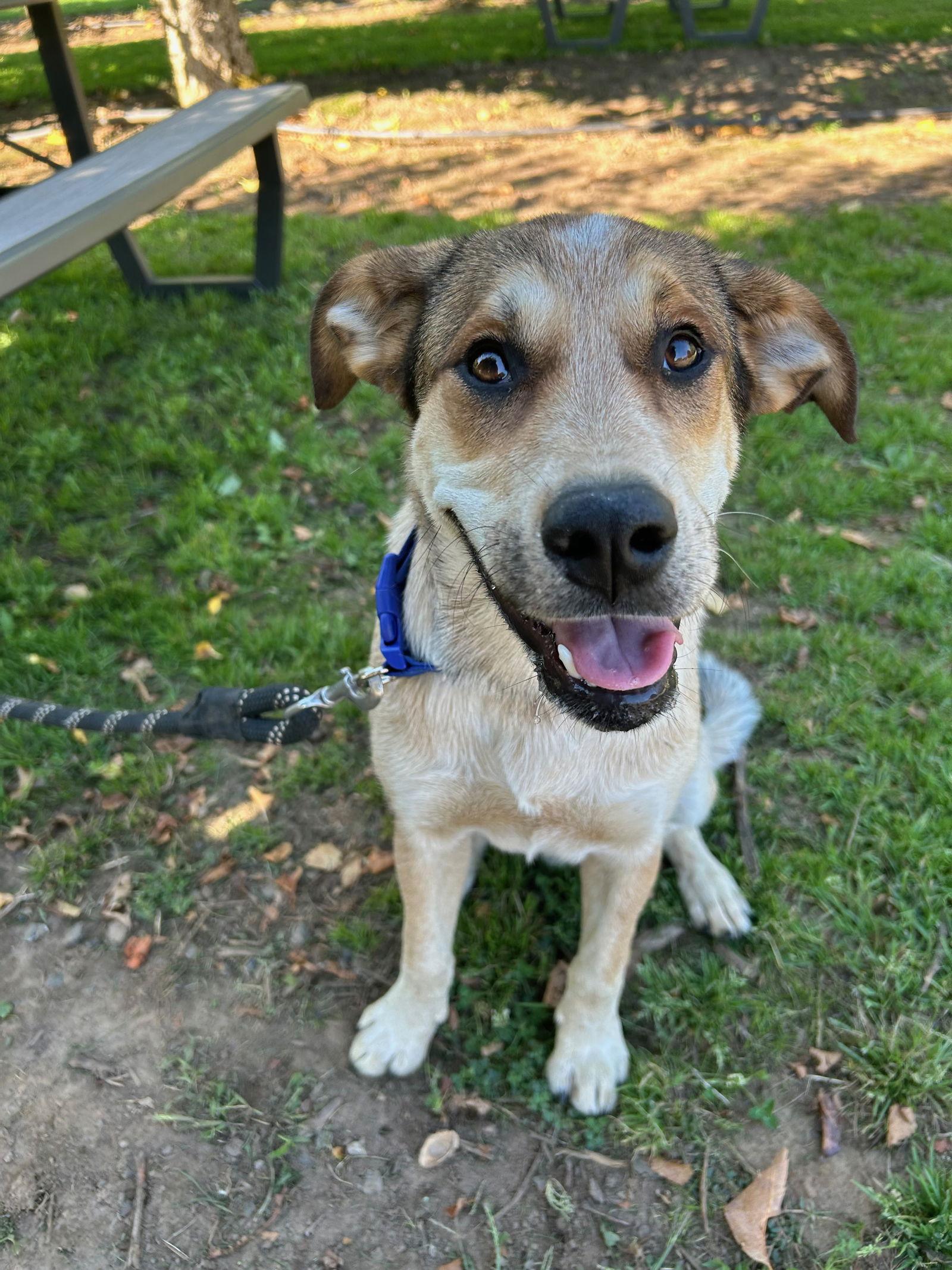 Enlarge Newt, a Adopted Cattle Dog in Portland, OR image 2/3