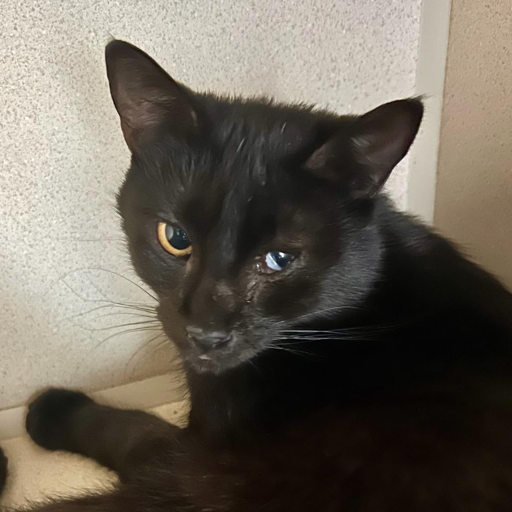 Saturn, Adoptable, Young Female Domestic Short Hair.
