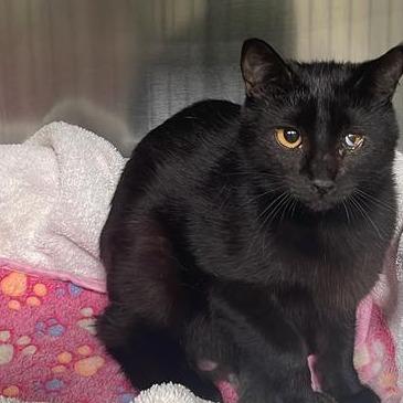 Enlarge Working Cat Saturn, a Adoptable Domestic Short Hair in Tacoma, WA image 2/2
