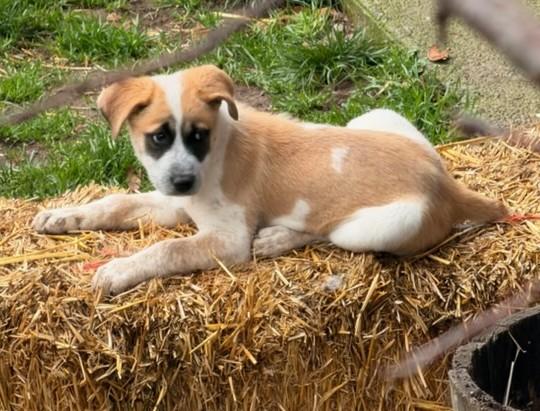 Panda, Adoptable, Puppy Female Great Pyrenees.