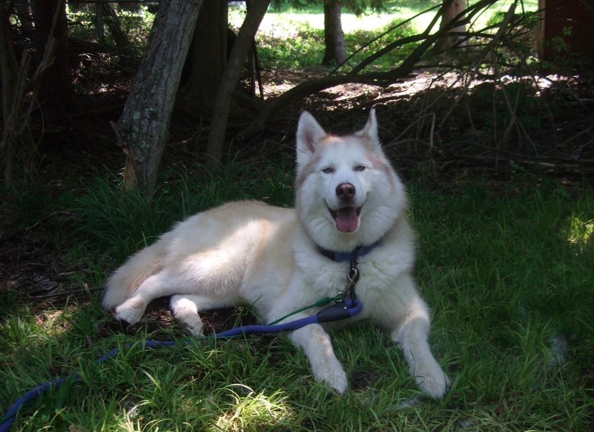Red Husky - COURTESY POST