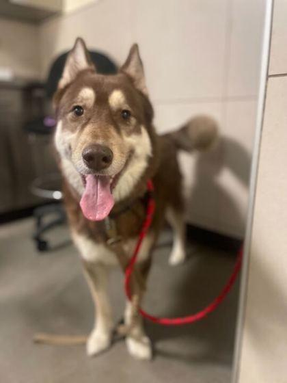 Snickers — thumbnail 2