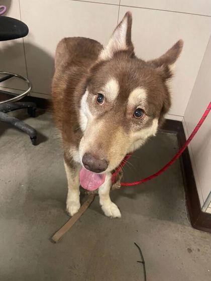 Snickers — thumbnail 3