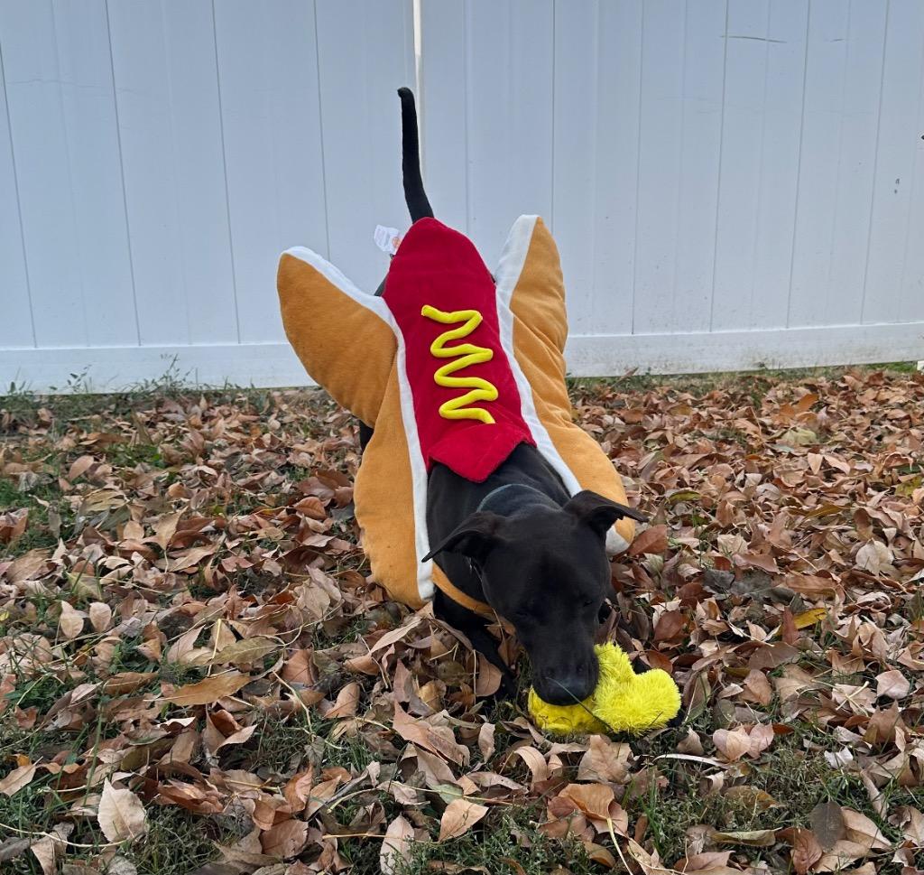 Pepto Bismol (Indi), Adoptable, Adult Female American Staffordshire Terrier & Labrador Retriever.