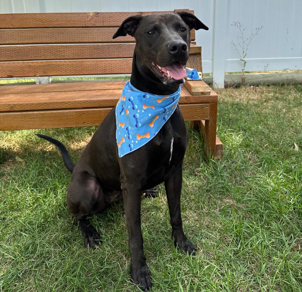Enlarge Pepto Bismol (Indi), a Adoptable mixed breed in Logan, UT image 2/6