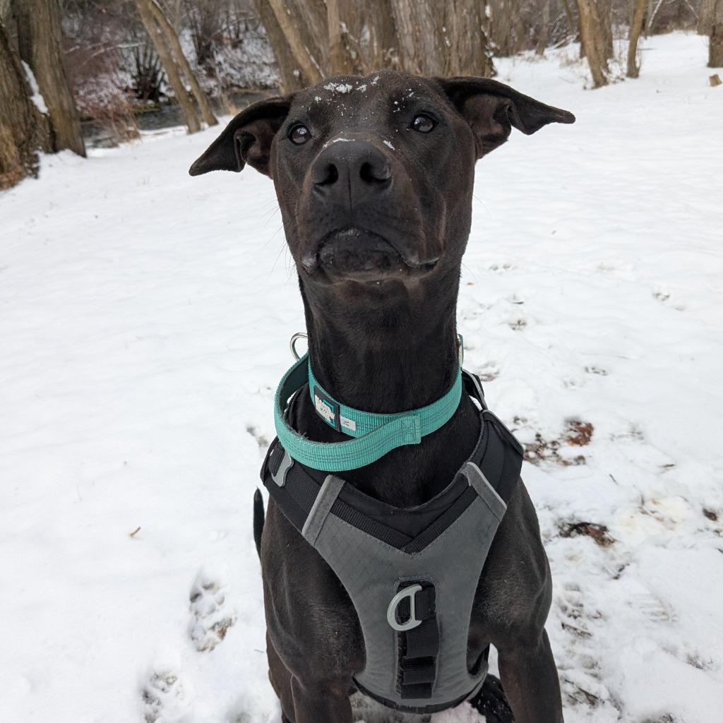 Enlarge Pepto Bismol (Indi), a Adoptable mixed breed in Logan, UT image 3/6