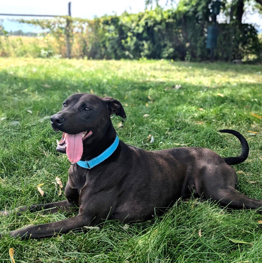 Enlarge Pepto Bismol (Indi), a Adoptable mixed breed in Logan, UT image 4/6