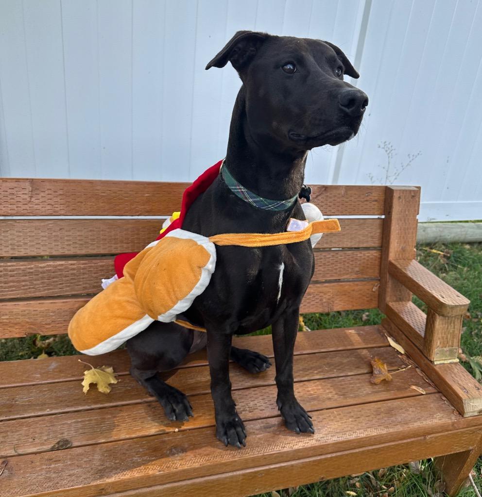 Enlarge Pepto Bismol (Indi), a Adoptable mixed breed in Logan, UT image 5/6