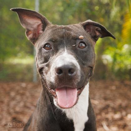 Kali, Adoptable, Adult Female Mixed Breed & Mixed Breed.