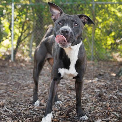 Enlarge Kali, a Adoptable mixed breed in Largo, FL image 2/3