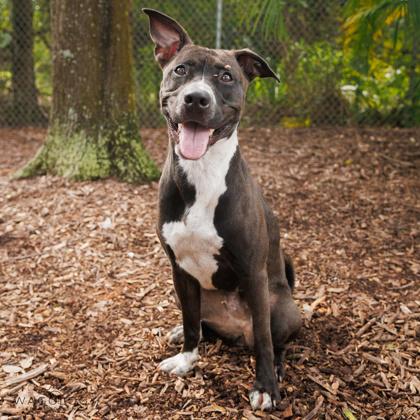 Enlarge Kali, a Adoptable mixed breed in Largo, FL image 3/3