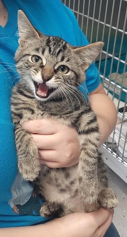 Enlarge Captain, a Adoptable Domestic Short Hair in Georgetown, OH image 1/1