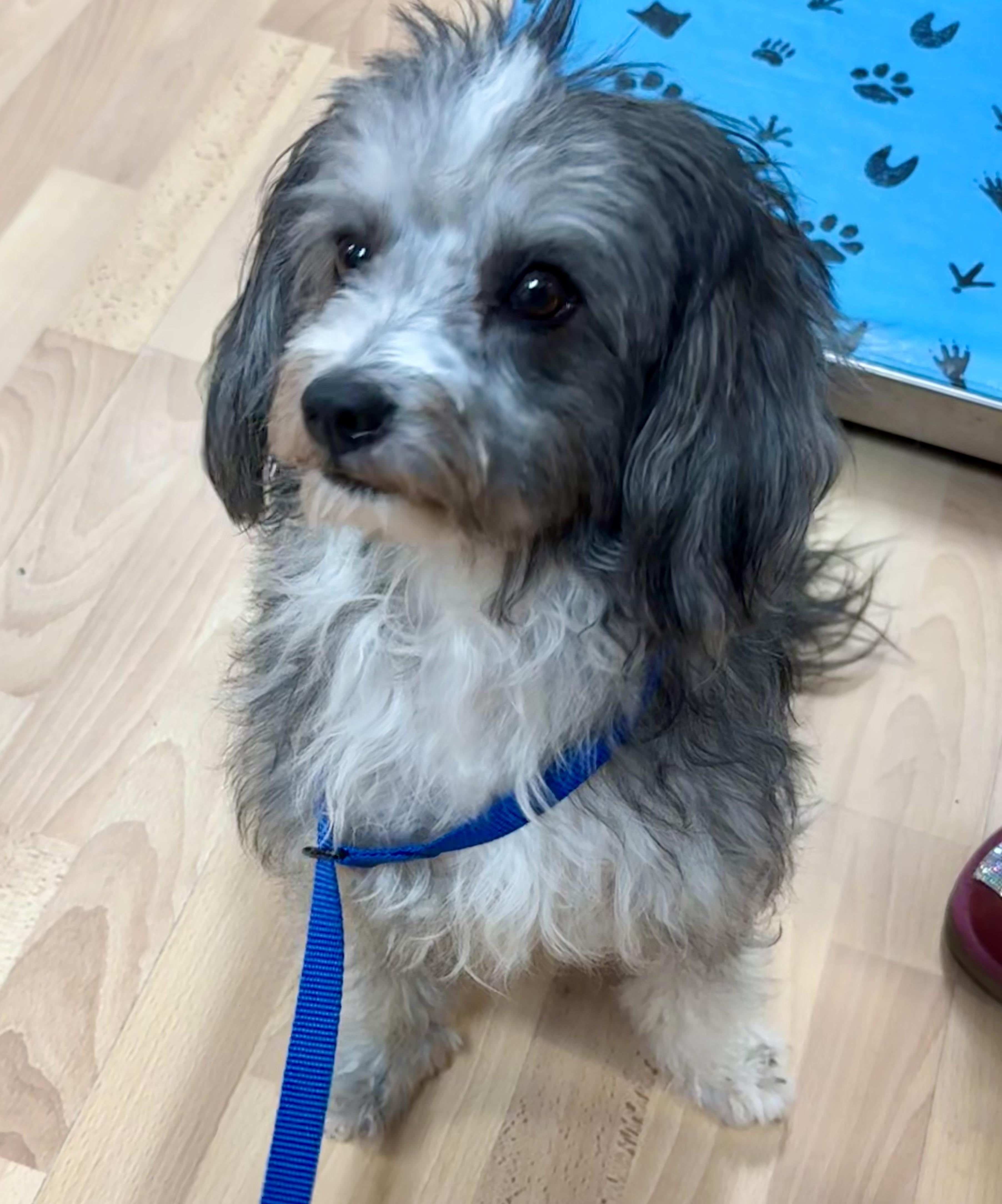 Skye, adopted, Adult Female Havanese & Tibetan Terrier.