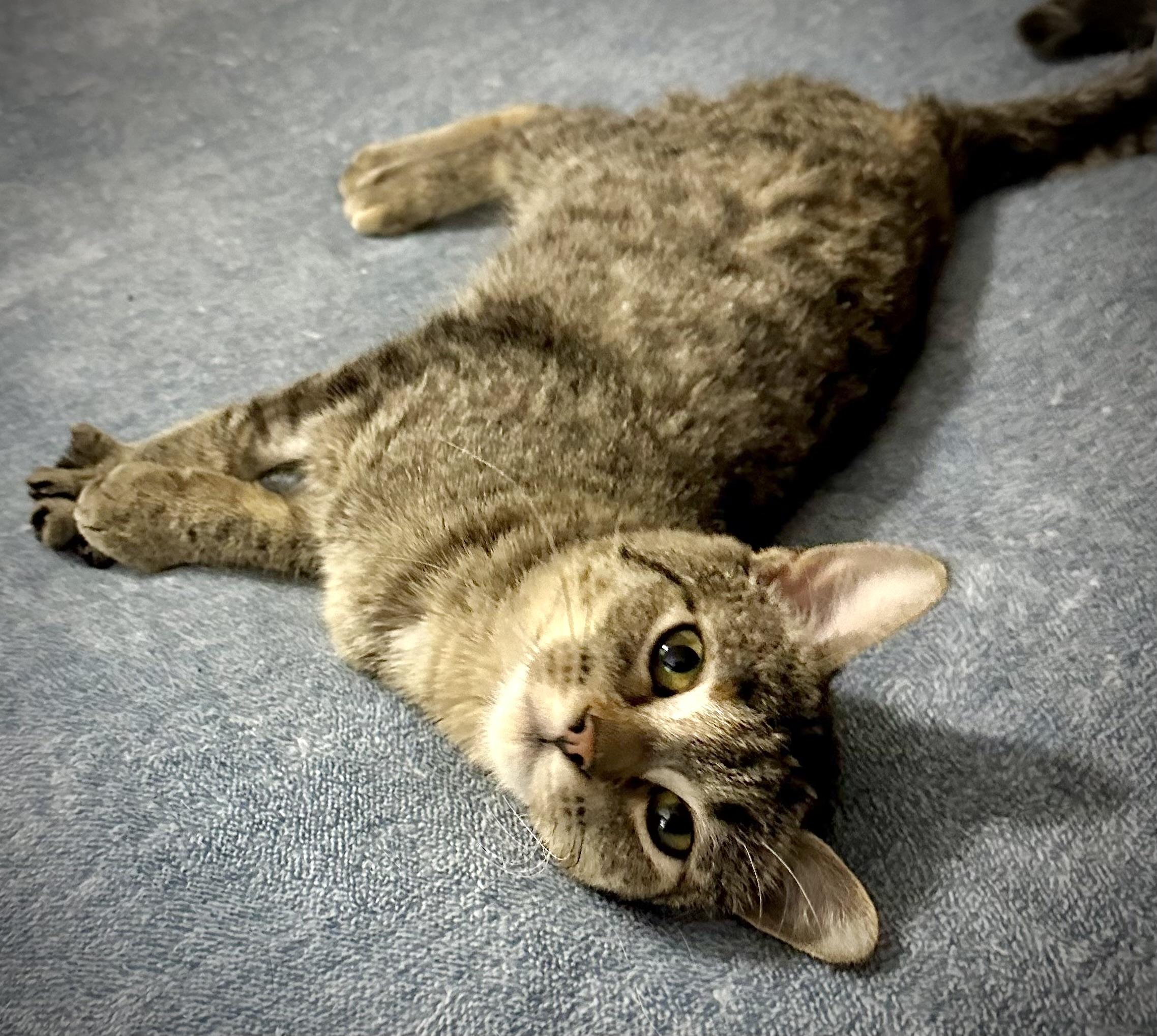 Enlarge Aria, a Adopted Domestic Short Hair in WOODSTOCK, ON image 4/5