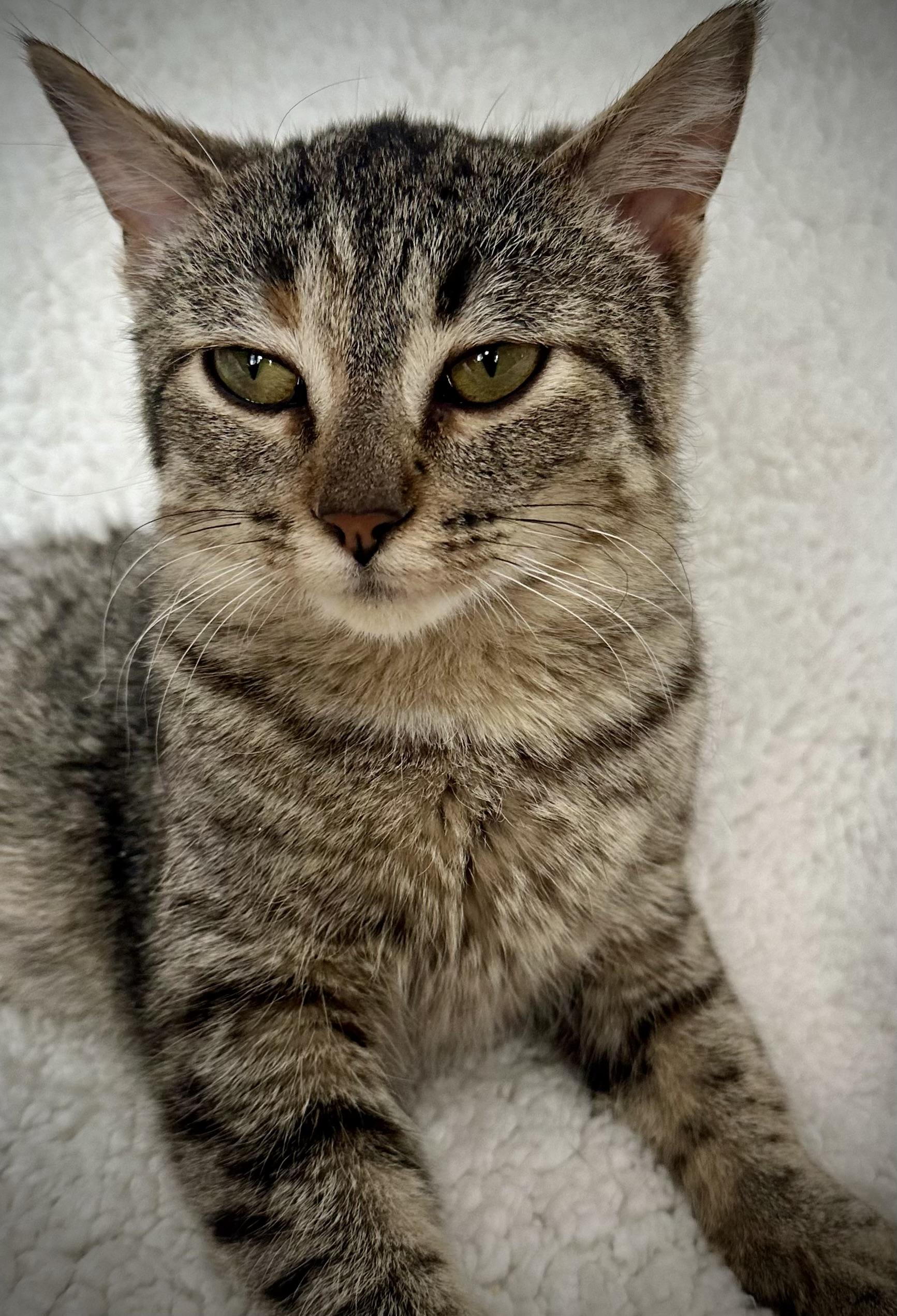 Enlarge Aria, a Adopted Domestic Short Hair in WOODSTOCK, ON image 3/5