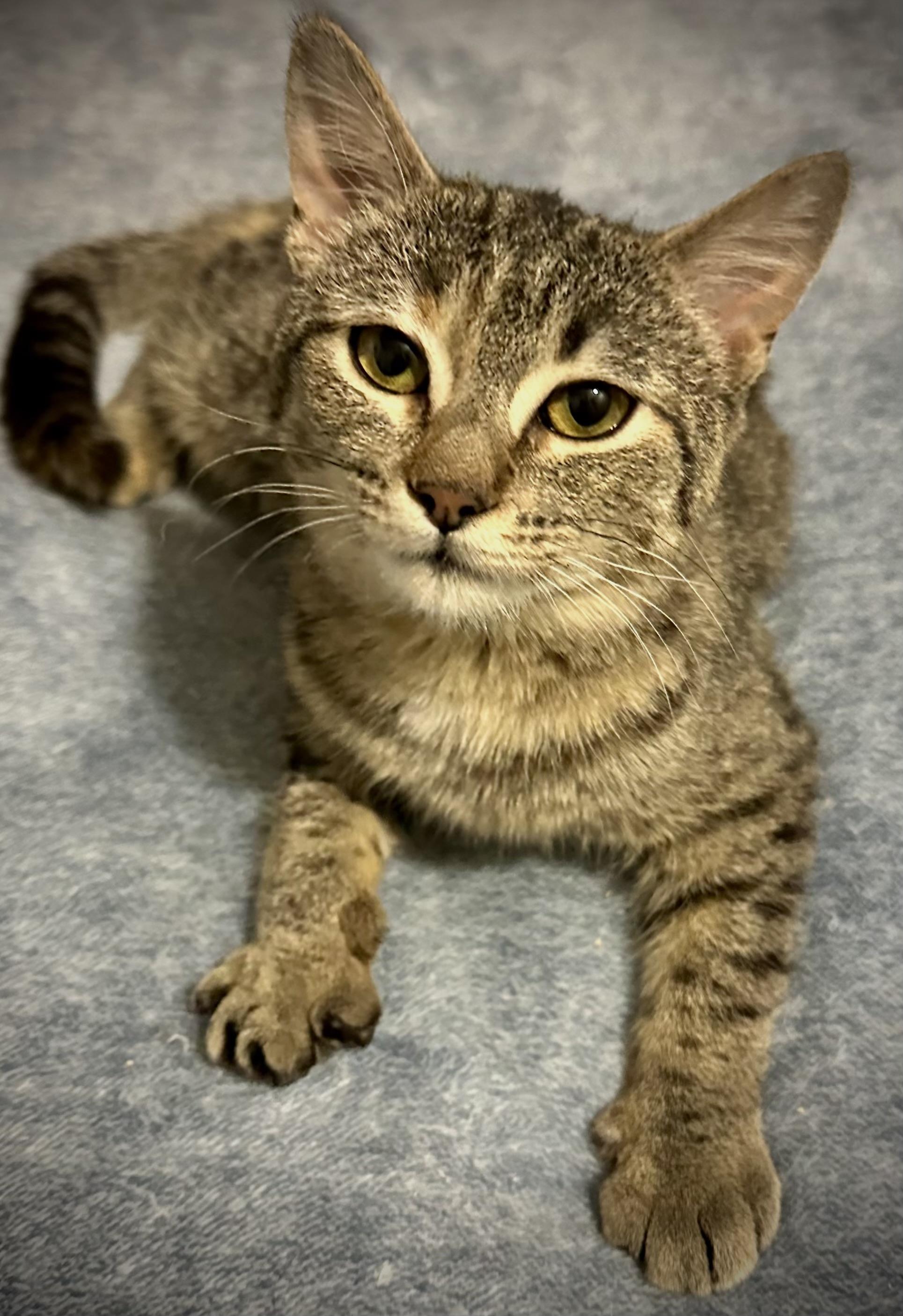 Enlarge Aria, a Adopted Domestic Short Hair in WOODSTOCK, ON image 5/5