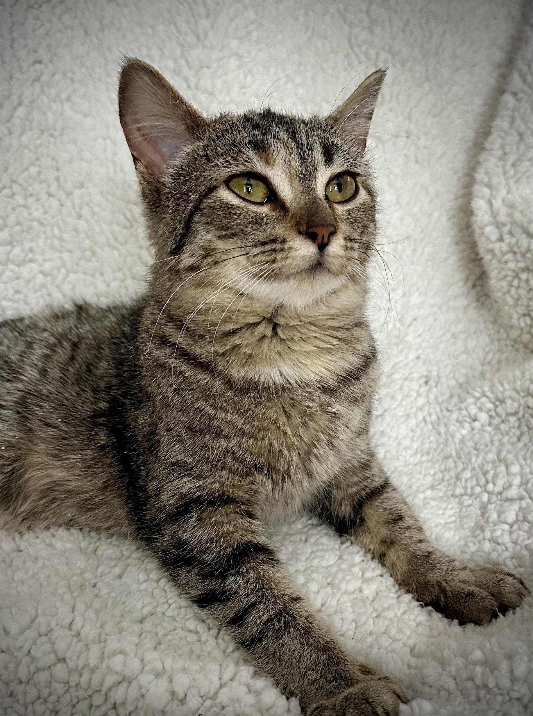 Enlarge Aria, a Adopted Domestic Short Hair in WOODSTOCK, ON image 2/5