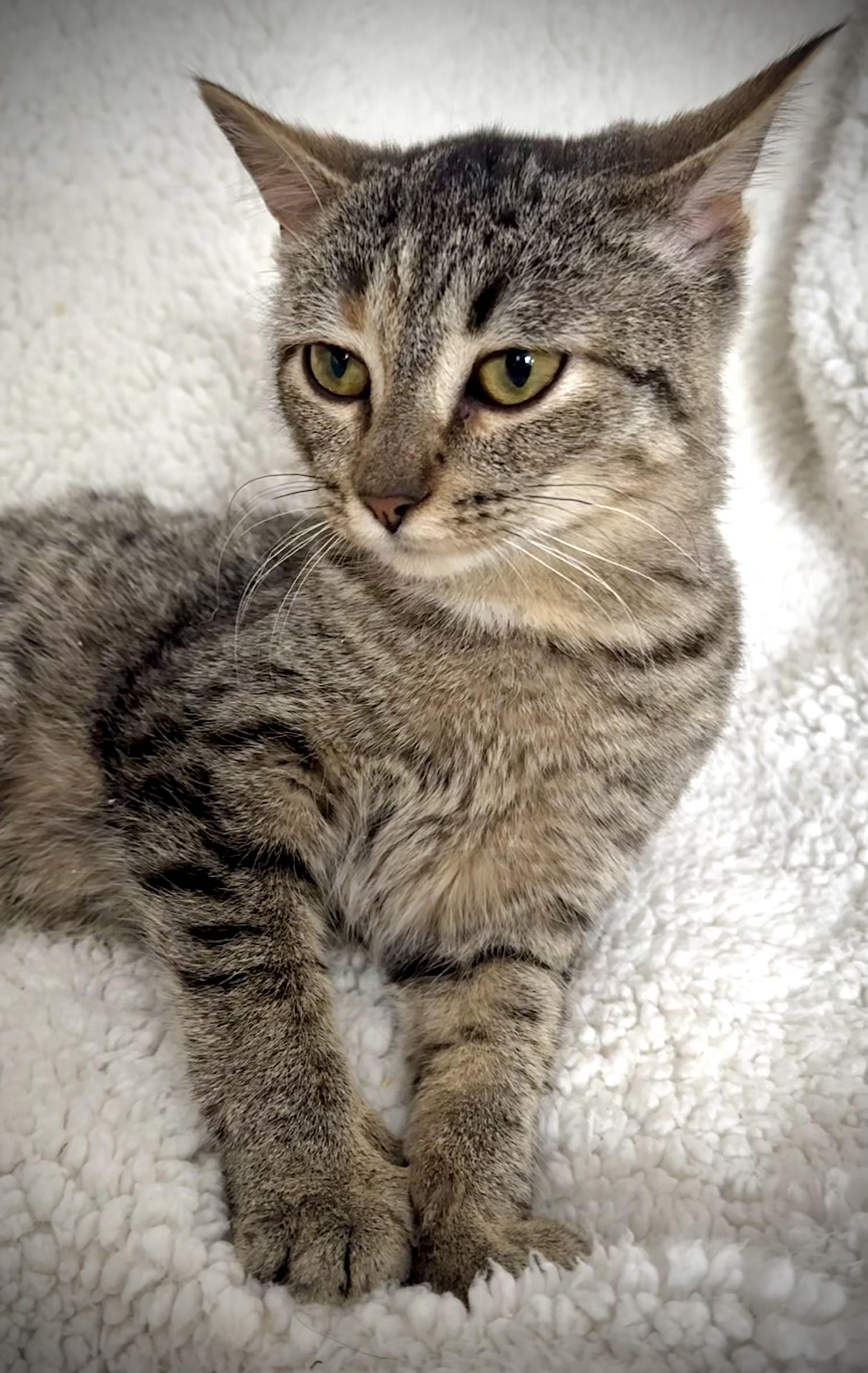 Enlarge Aria, a Adopted Domestic Short Hair in WOODSTOCK, ON image 1/5