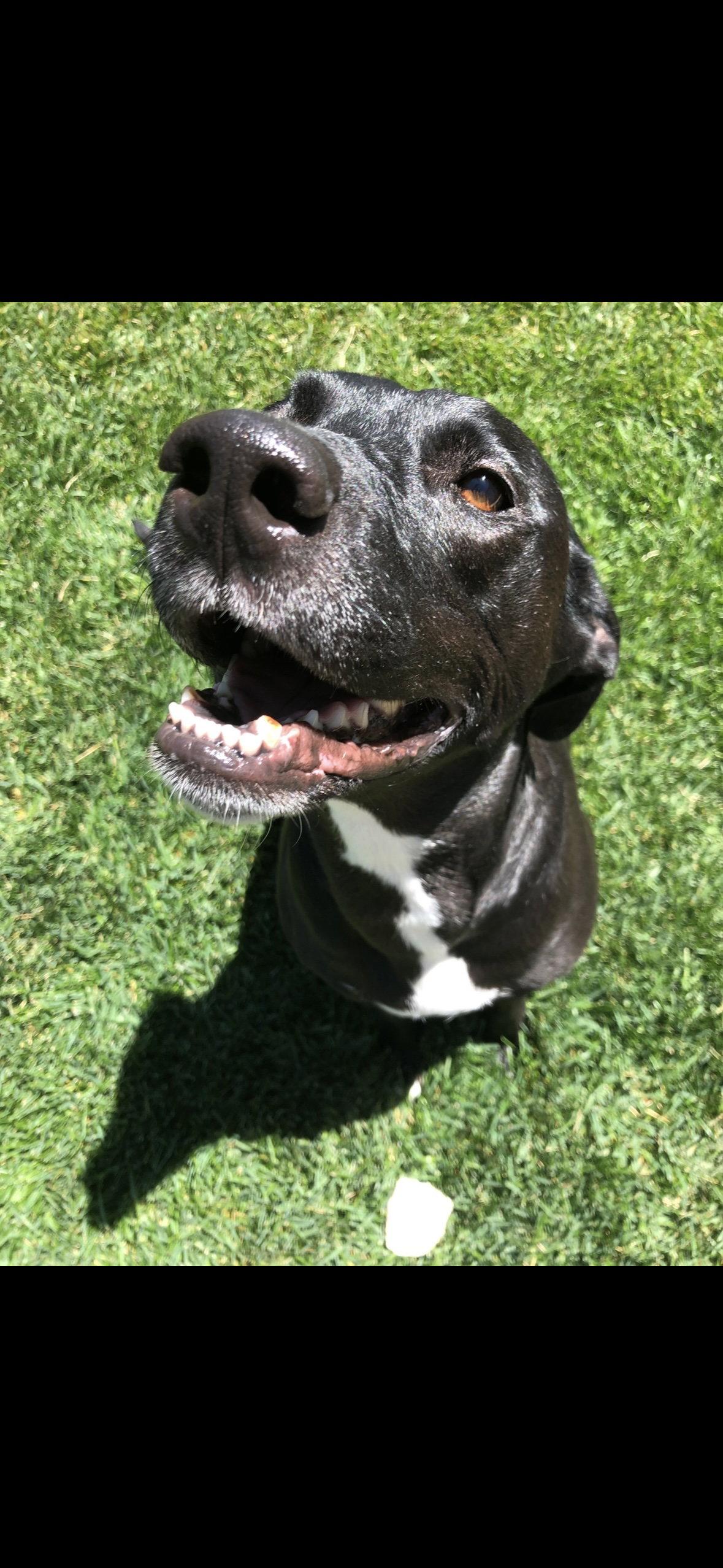 Enlarge Annie, a Adoptable Labrador Retriever in Fort Collins, CO image 2/3