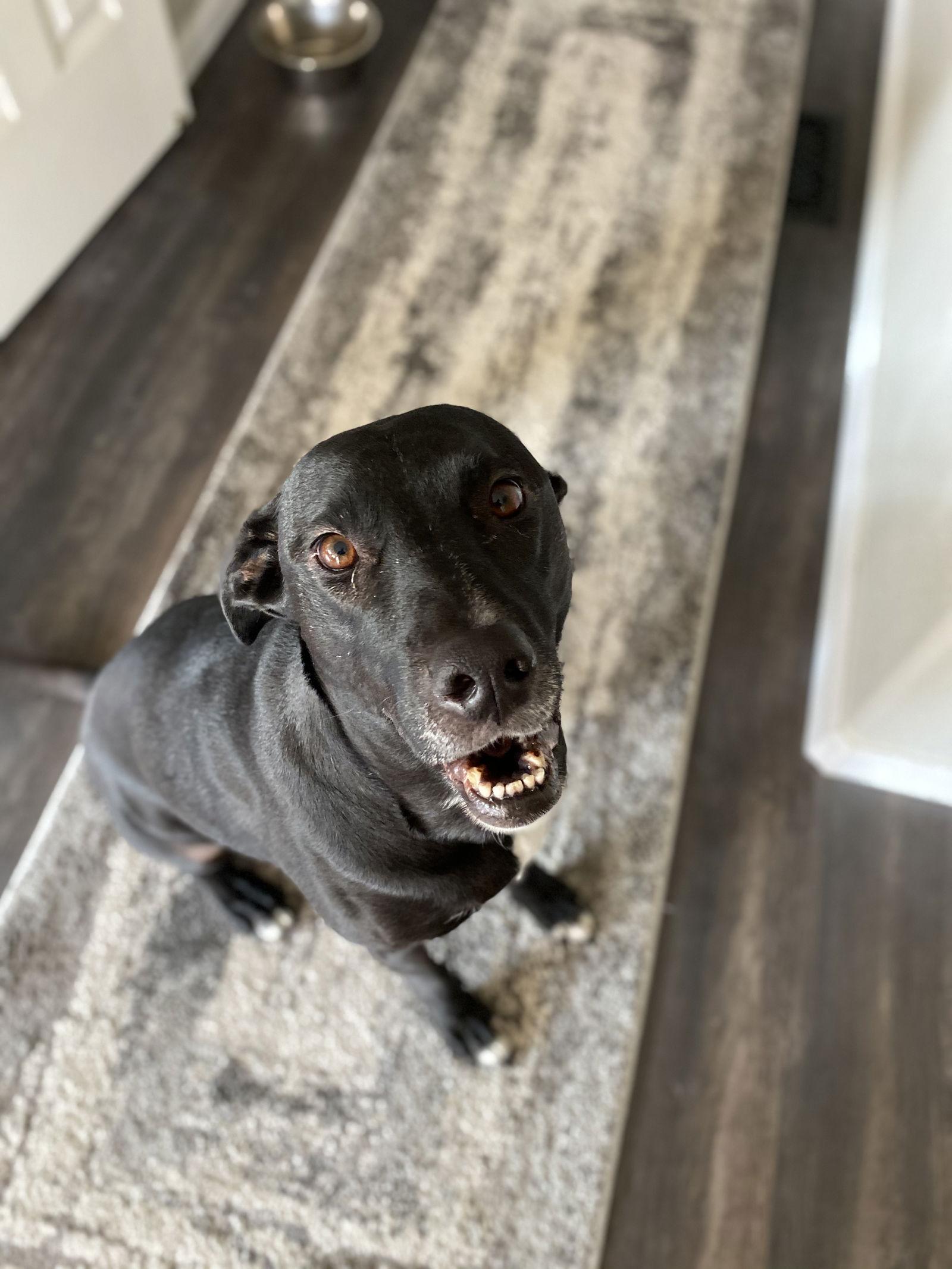 Enlarge Annie, a Adoptable Labrador Retriever in Fort Collins, CO image 2/3