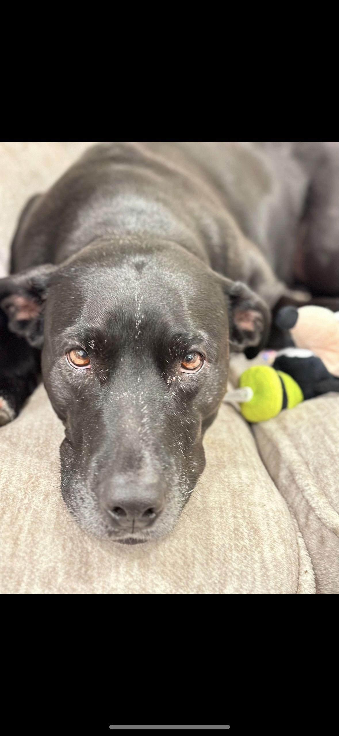 Enlarge Annie, a Adoptable Labrador Retriever in Fort Collins, CO image 3/3