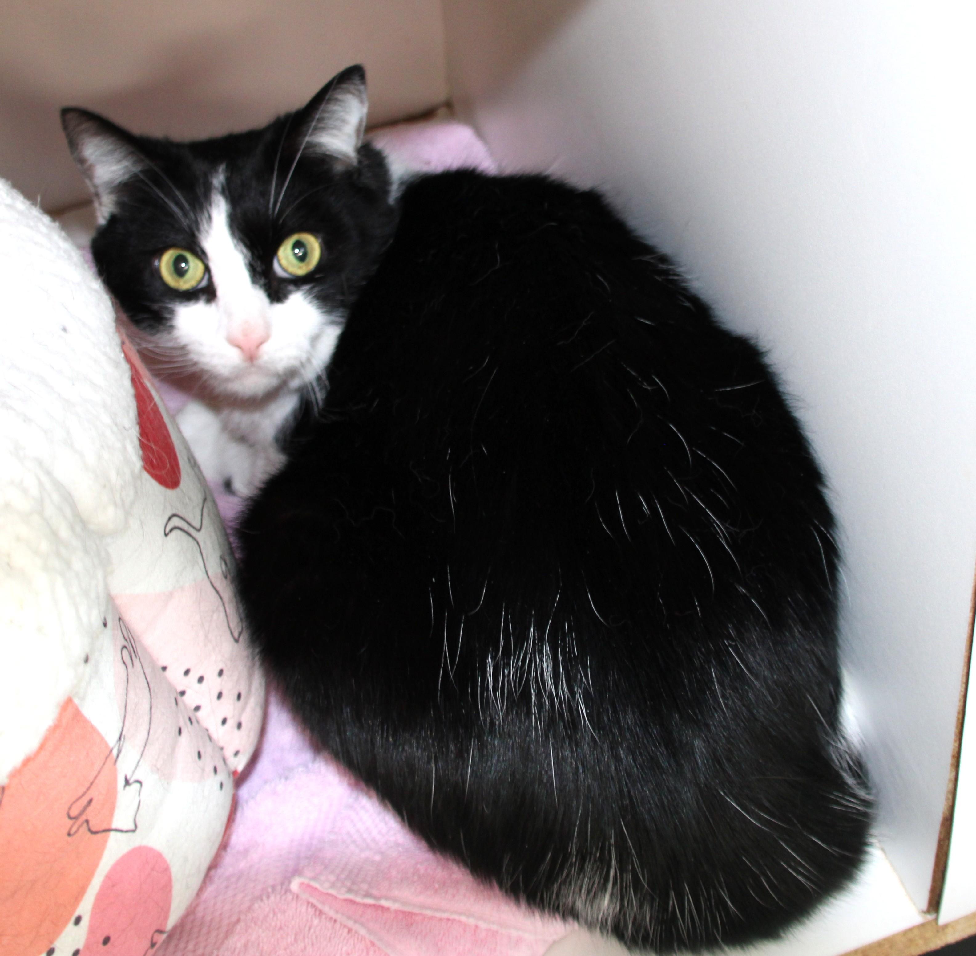 Little Man, ADOPTABLE, Adult Male Domestic Short Hair.