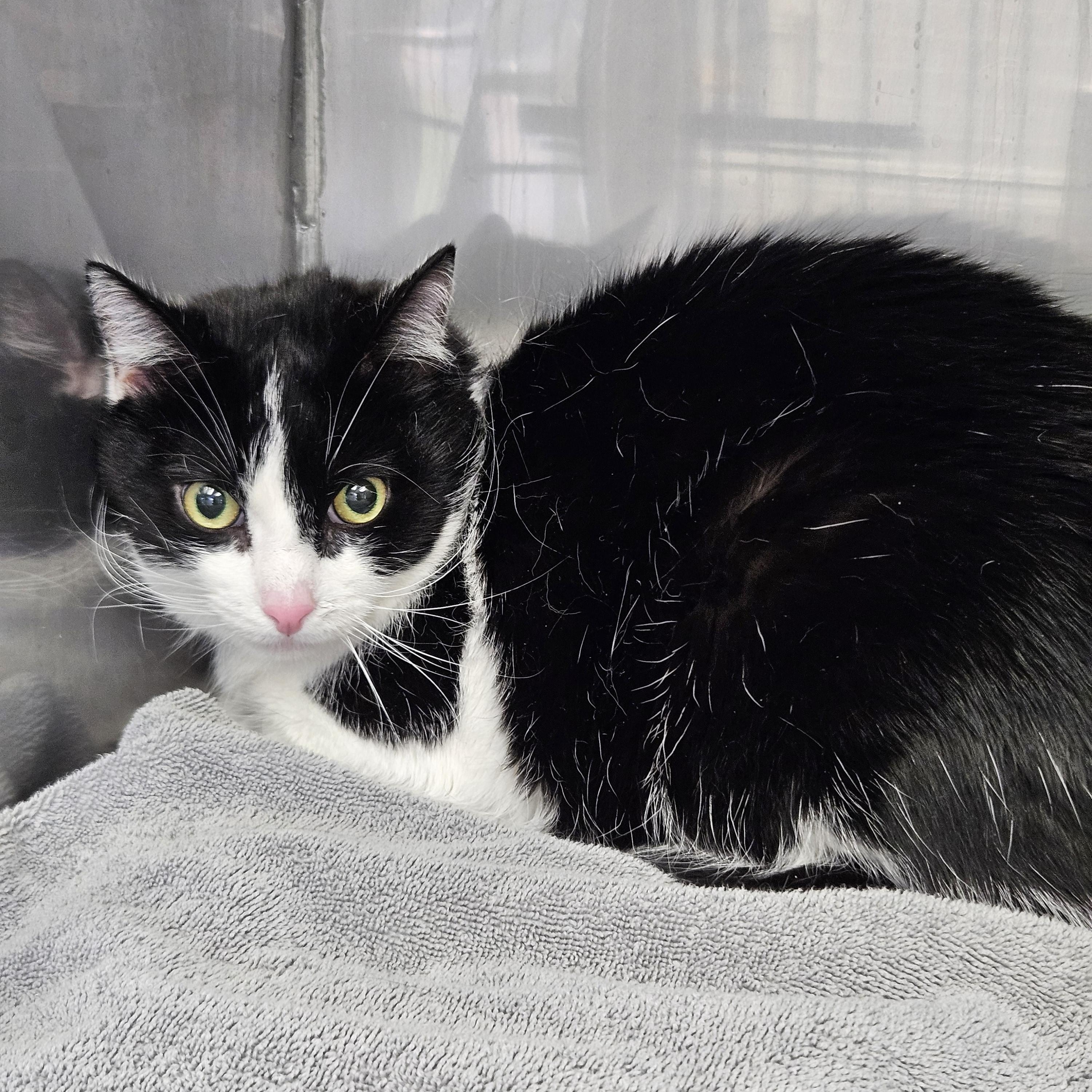 Little Man, a ADOPTABLE Domestic Short Hair in Medfield, MA image 3/3