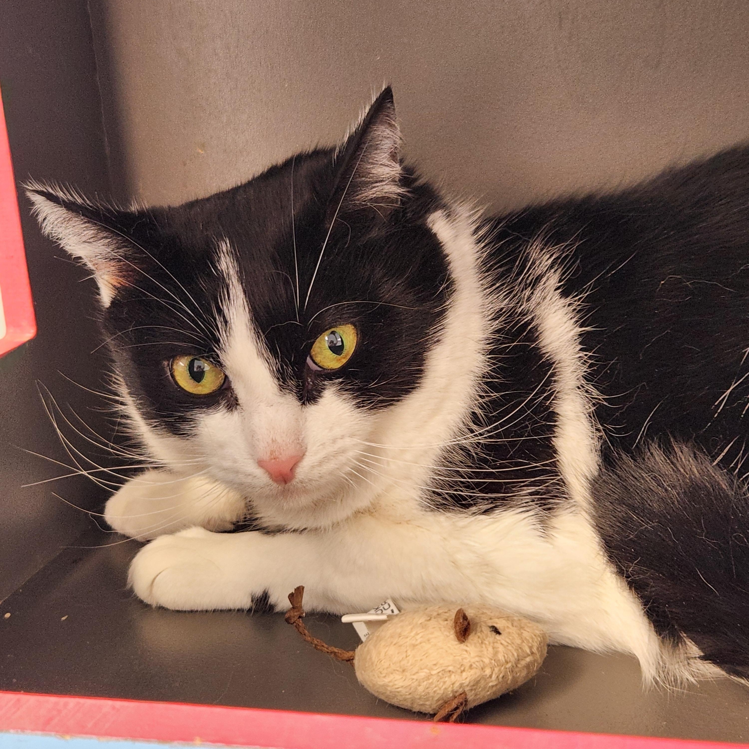 Little Man, a ADOPTABLE Domestic Short Hair in Medfield, MA image 2/3
