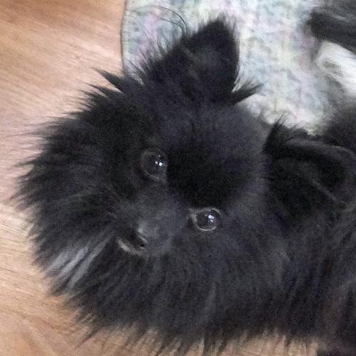 SYLVIA, Adoptable, Young Female Pomeranian.