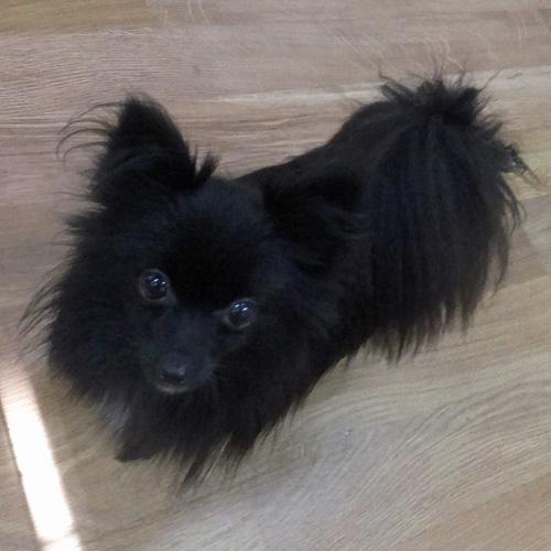 SYLVIA, a Adoptable Pomeranian in Trufant, MI image 2/4