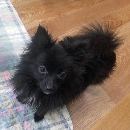 SYLVIA, a Adoptable Pomeranian in Trufant, MI image 3/4