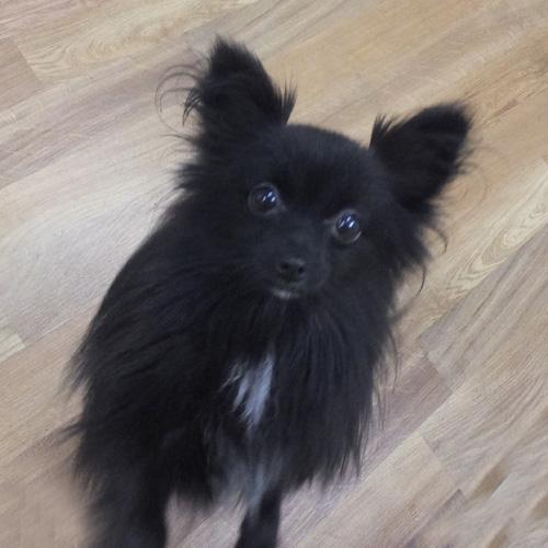 SYLVIA, a Adoptable Pomeranian in Trufant, MI image 4/4