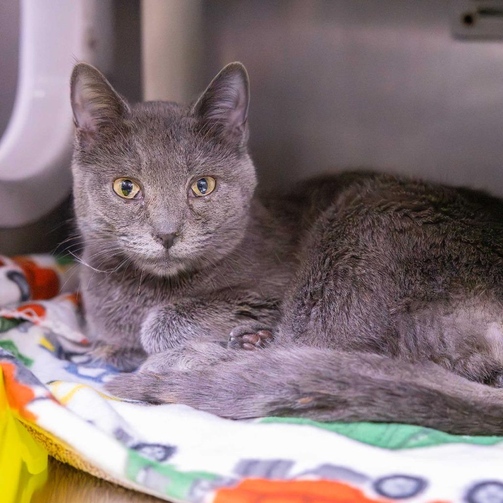 Enlarge Agnes, a Adoptable Domestic Short Hair in Mentor, OH image 1/1