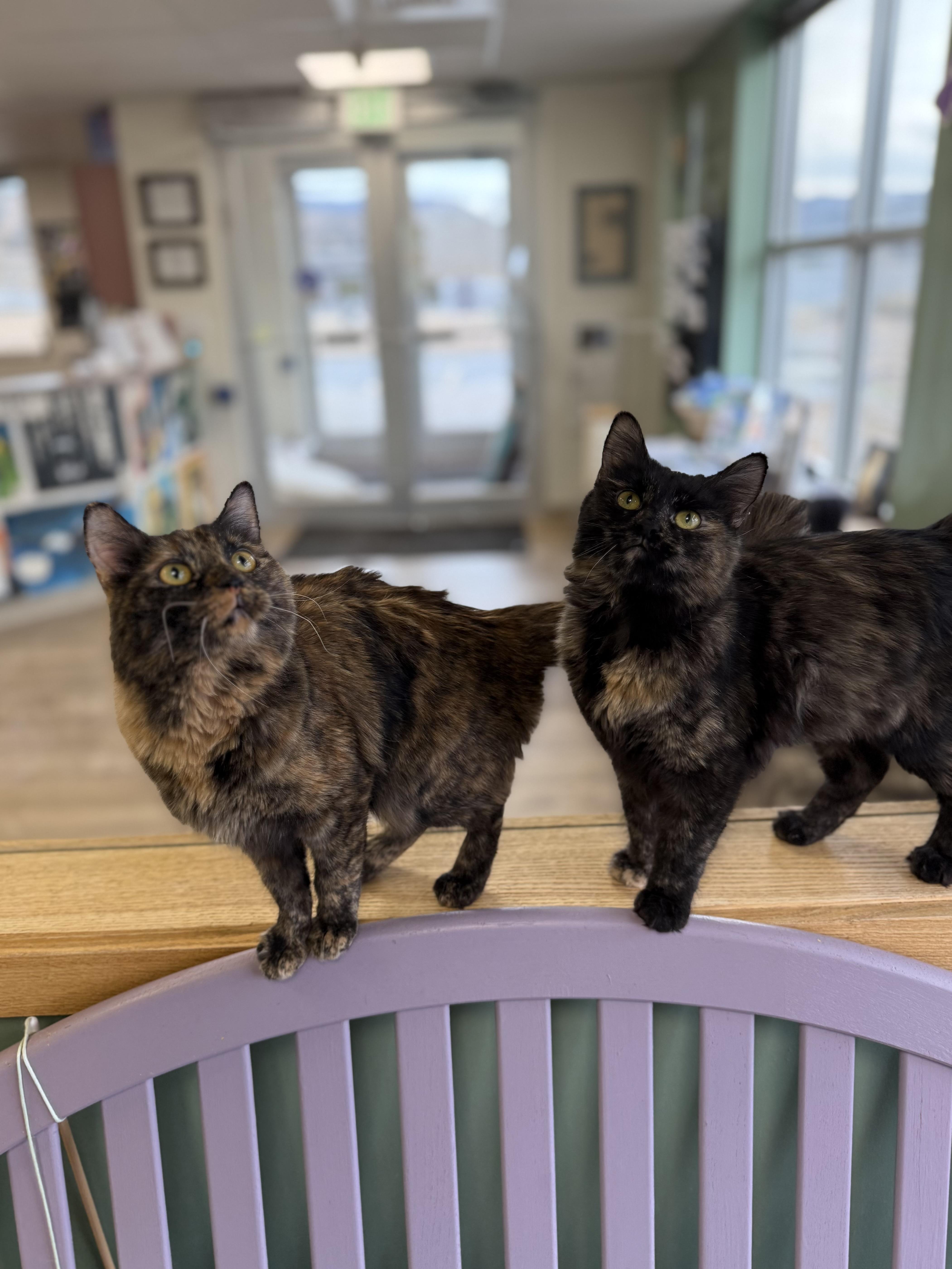 Enlarge Nebula, a ADOPTABLE mixed breed in Eagle, CO image 4/5