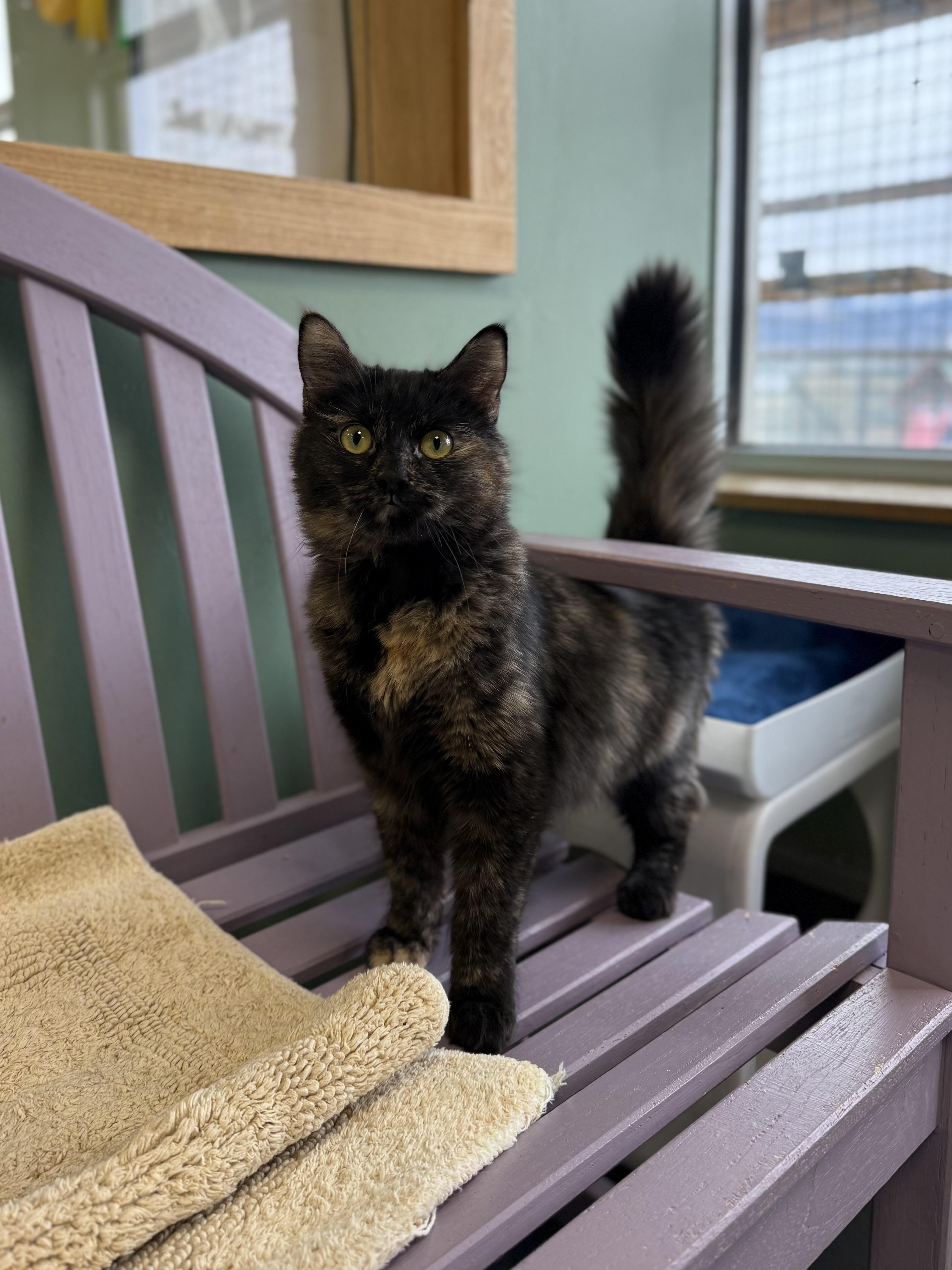 Enlarge Nebula, a ADOPTABLE mixed breed in Eagle, CO image 2/5